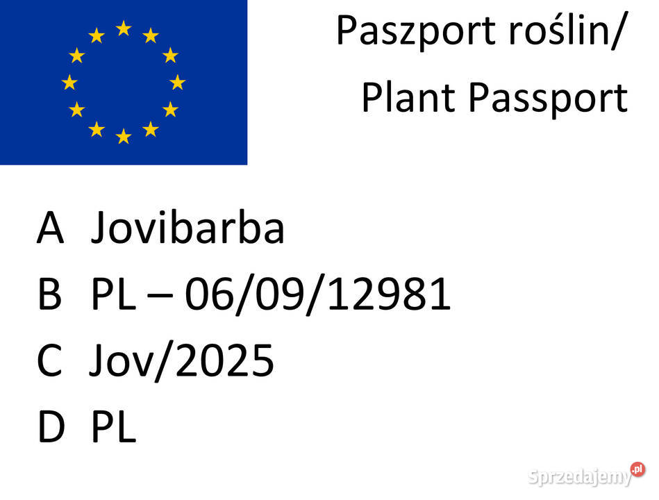 Zestaw roślin na skalniak 100 sztuk mix gatunków Rabatowe lubelskie Lublin