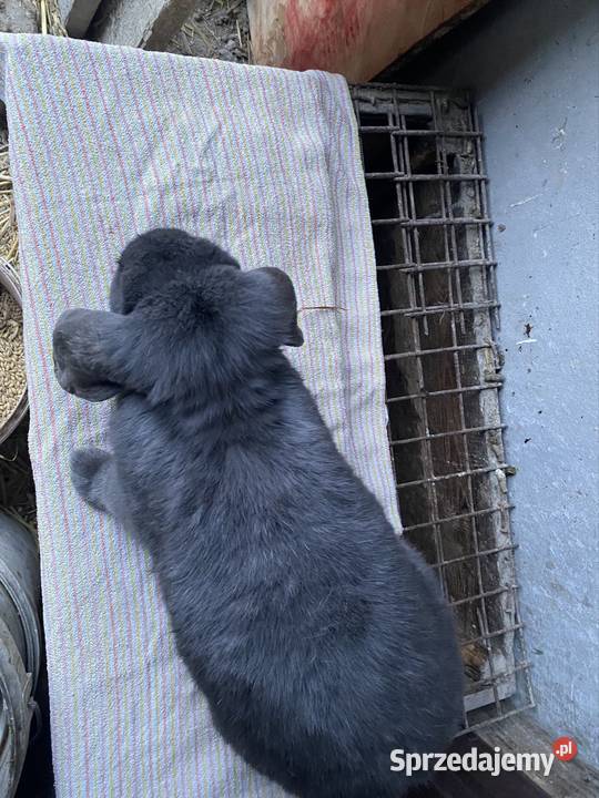 Króliki barany francuskie niebieskie samiczki Miechów