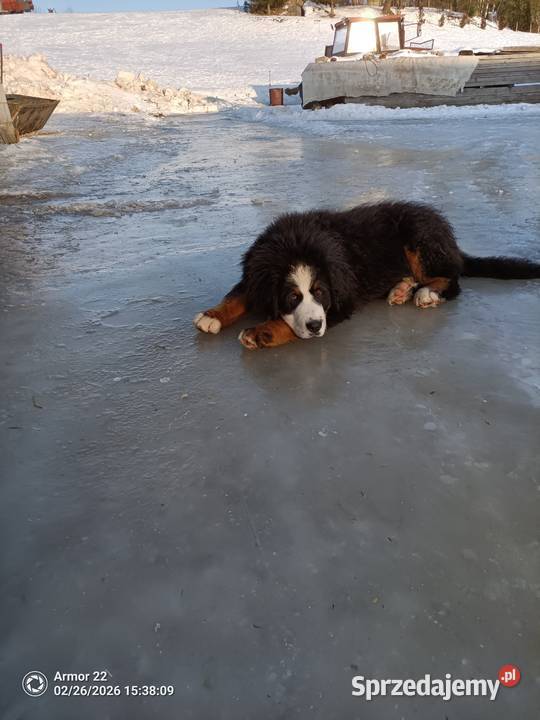 Piesek Berneński Pasterski Jeleniewo