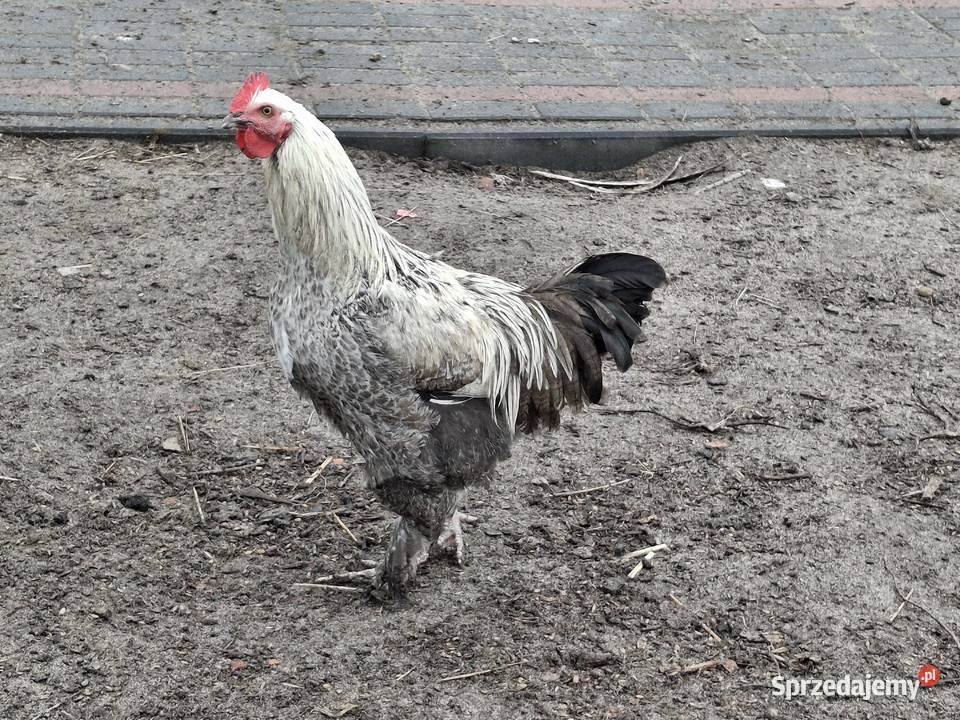 koguty z wolnego wybiegu młode Sułoszyn