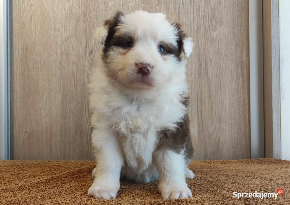 Rasowa suczka Border Collie z pełną dok Pozostałe