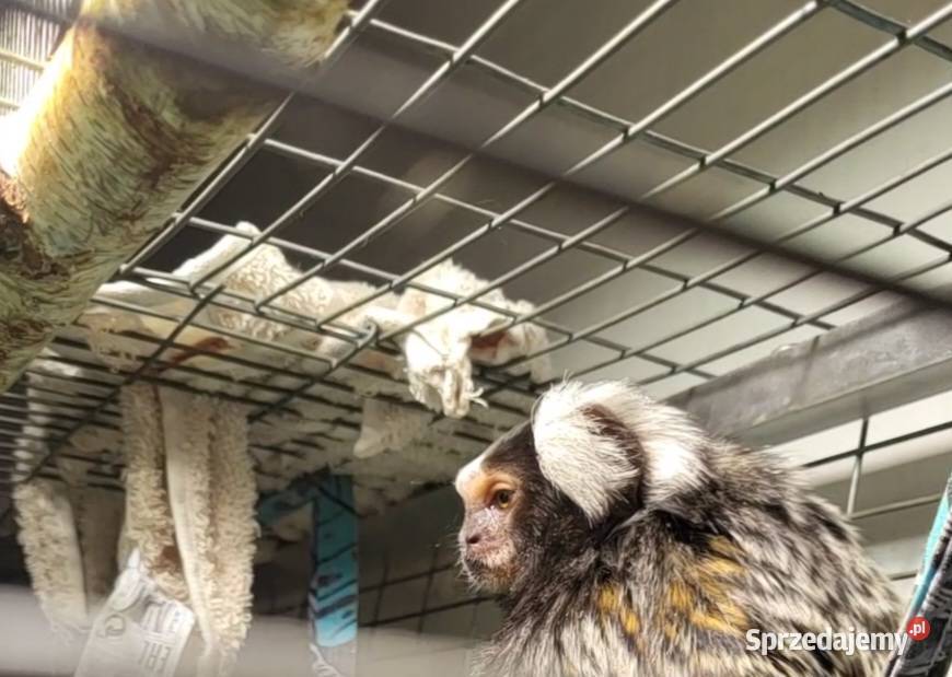 Małpki marmozetki para Racibórz