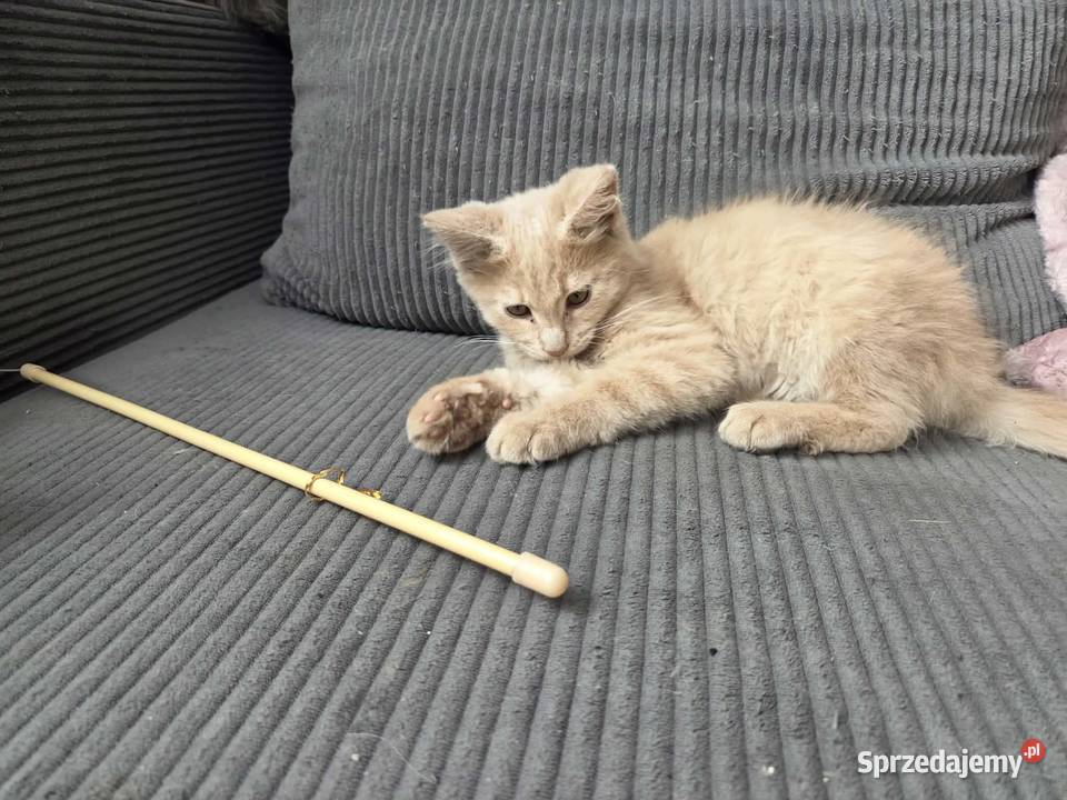 Gryzek Maine Coon Starogard Gdański
