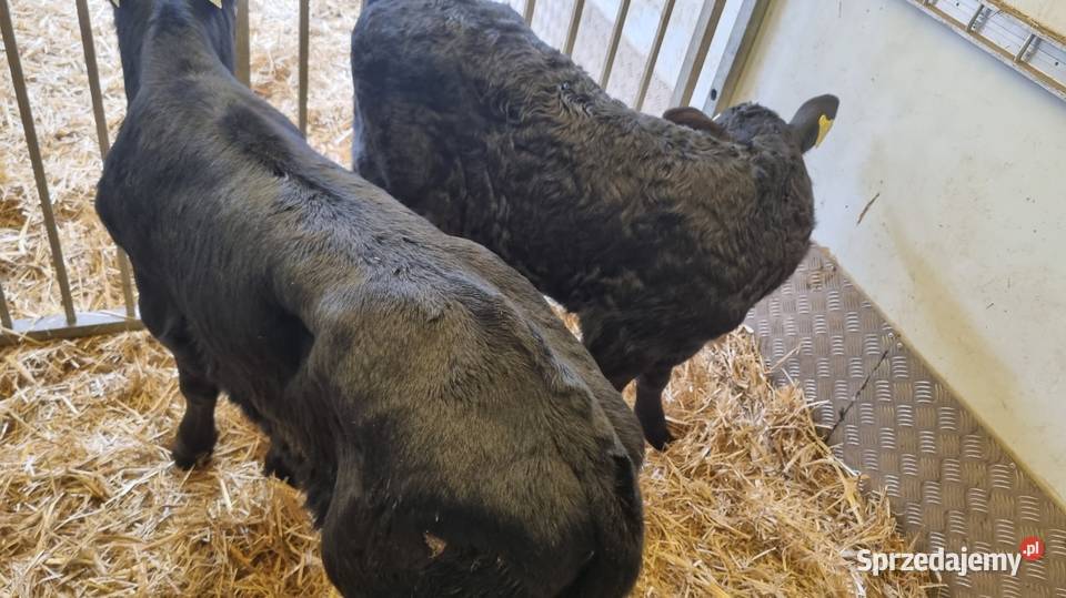 Sprzedam Byczki POLSKIE Kalisz