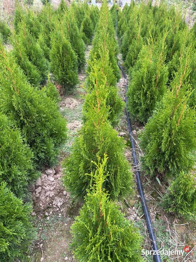 Tuja Szmargd Thuja Smaragd wysokość 90110 Chłopków