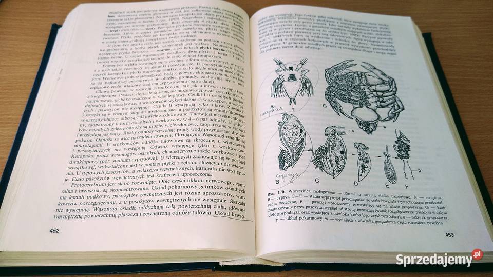 Bezkręgowce podstawy morfologii funkcjonalnej Gdańsk