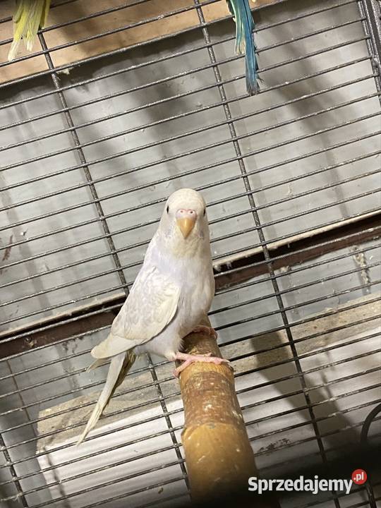 Papugi faliste Damasławek sprzedam