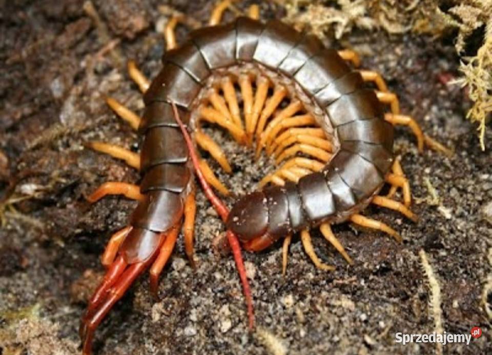 Scolopendra subspinipesterrarium Szczecin