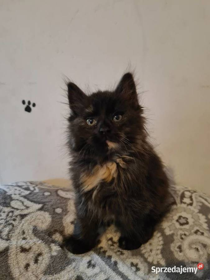 Kotki maine coon Koty świętokrzyskie Wola Grójecka