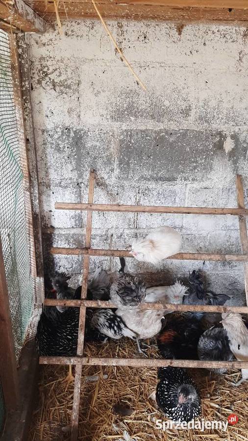 Kogutki czubatki miniaturowej padewskiej Zastawie