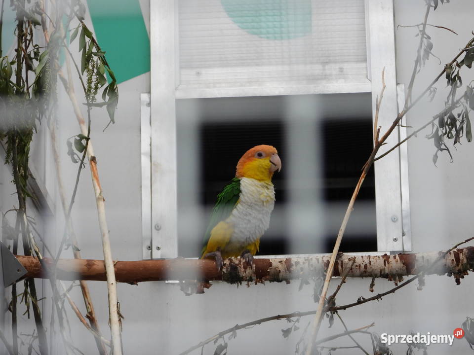 Barwinki amazonki faliste Woliery Cieszyn