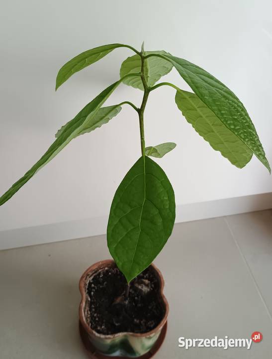 Kwiat Awokado w doniczceMłoda roślina avocado zielony Łódź