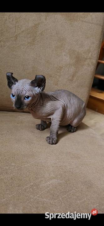 Gotowy do odbioru Sfinks POINT SPH SPHYNX SFINX Sfinks Jaworzyna Śląska