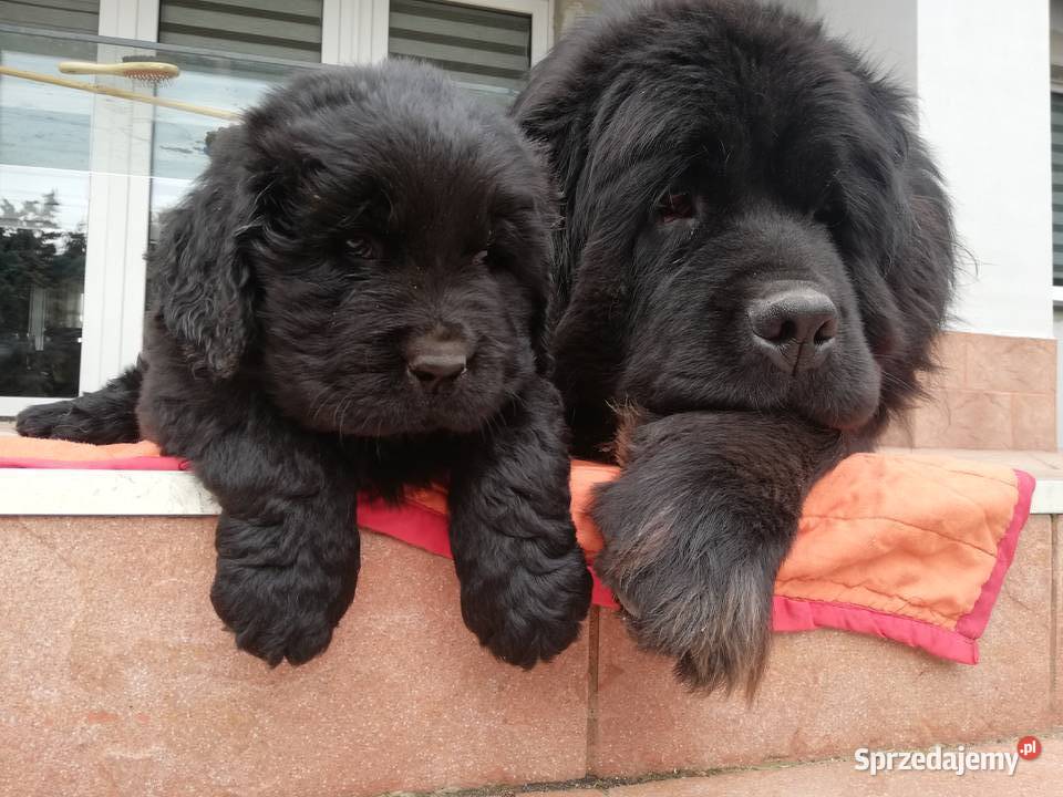 Nowofundlandy Pozostałe Leszno