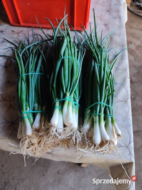 Cebula szczypiorowa duże ilości pod zamówienie