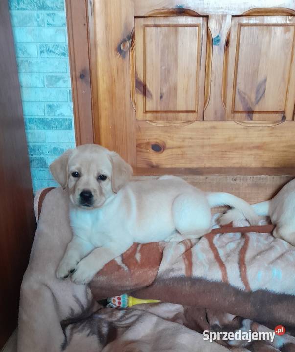 Piękne szczenięta rasy Labrador Retriever ZKwP Nowe Miasto Lubawskie sprzedam