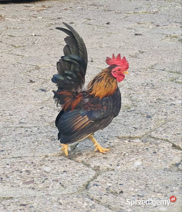 Seramy sprzedam Ptaki Niezdara