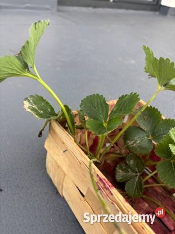Rozsada truskawki Produkcja roślinna Lipnica Murowana sprzedam