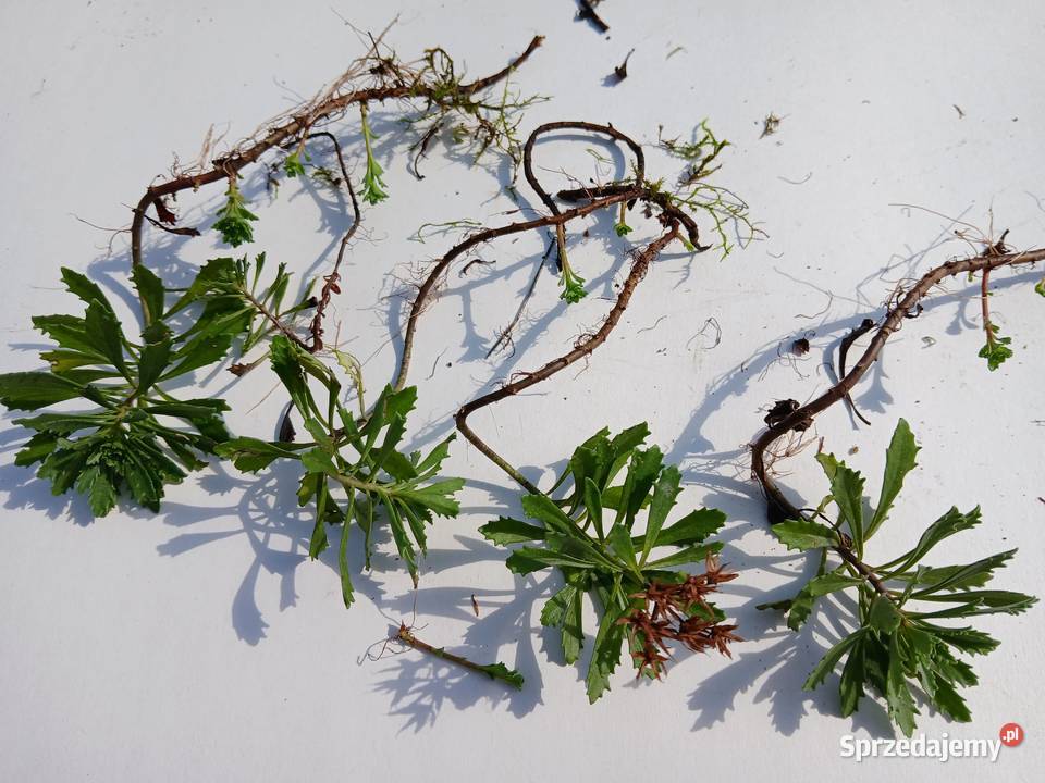 Rozchodnik kamczacki roślina wieloletnia 5 małopolskie