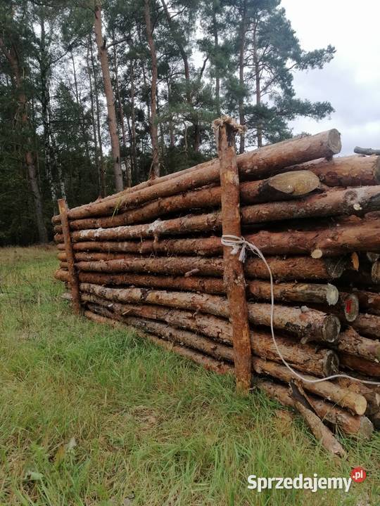 Suche drewno opałowe RÓŻNE Możliwy transport wielkopolskie Sompolno sprzedam