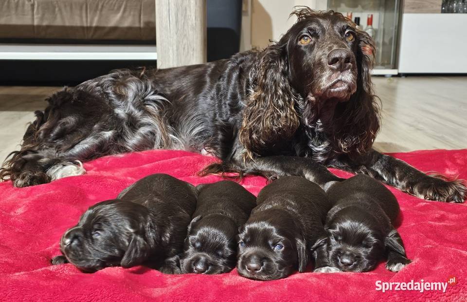 Płochacz niemiecki WACHTELHUND Ligota Tułowicka
