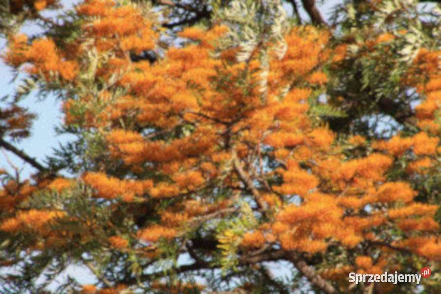 GREWILLA MOCNA Grevillea robusta NASIONA 100g Nasiona Lubanie