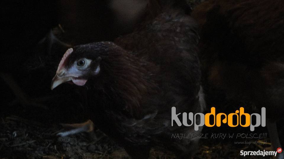 KURY Nioski ROSA 14 i 12 tyg Piękne Uczciwy wiek Żuromin