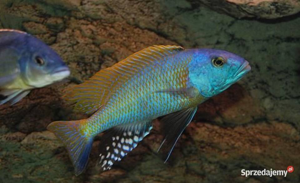 Buccochromis rhoadesii PYSZCZAKI WYSYŁAMY Gdańsk
