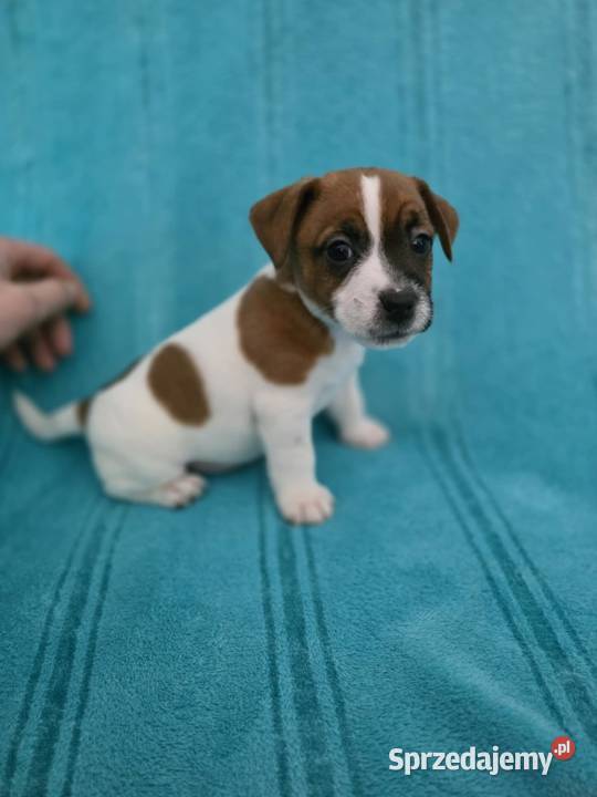 Jack Russell Terrier podkarpackie Jasiel