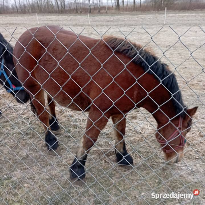 Zwierzęta lubelskie Chełm