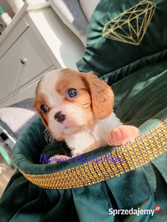 Szczenięta Cavalier King Charles spaniel suczki Tarnowskie Góry