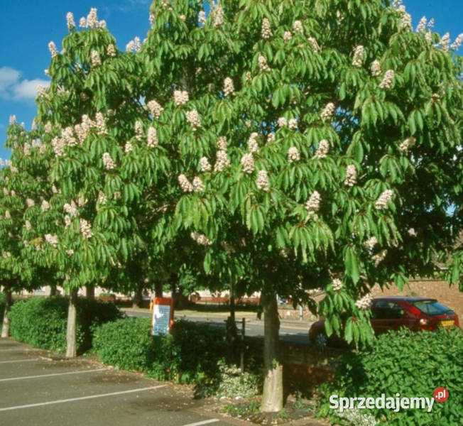KASZTANOWIEC INDYJSKI Aesculus indica NASIONA 6 Lubanie