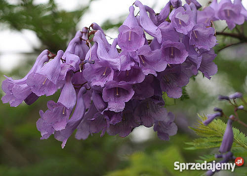 HIT Jakaranda Mimozolistna Nasiona Poznań