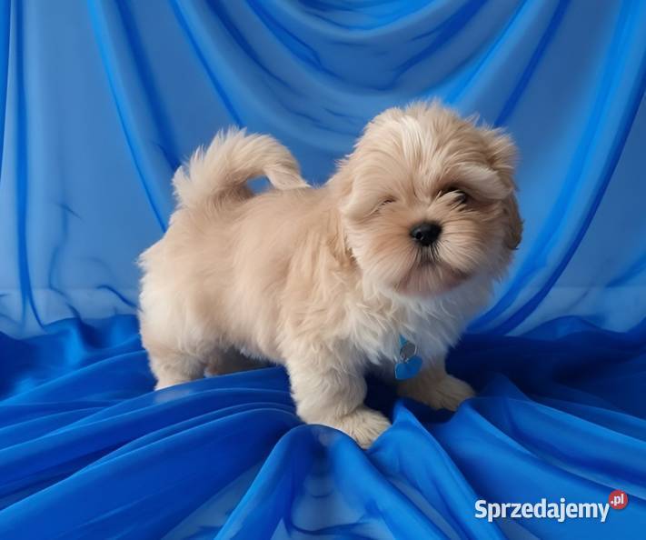 Piękny piesek shih tzu szuka domku Ostrzeszów sprzedam