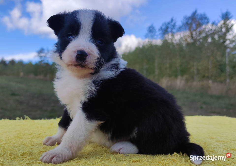 Piękna suczka HELGA BORDER COLLIE z pełną dok Iwonicz sprzedam