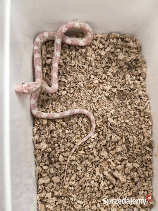 Wąż zbożowy różne odmiany genetyczne