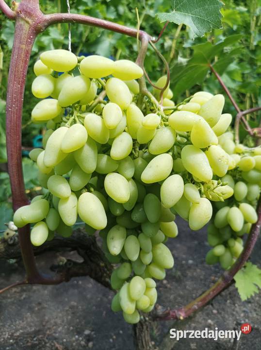 Sprzedam sztobry winogron
