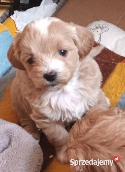 Sprzedam pieski rasy maltipoo z czipem Andrychów