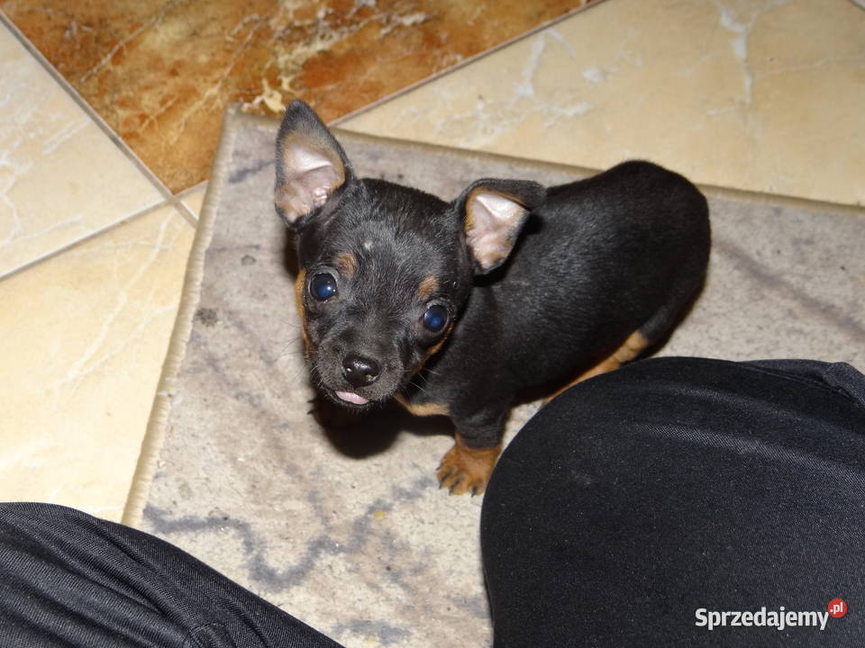 Ratlerek miniaturka piesek 8 tygodni Wierzbica