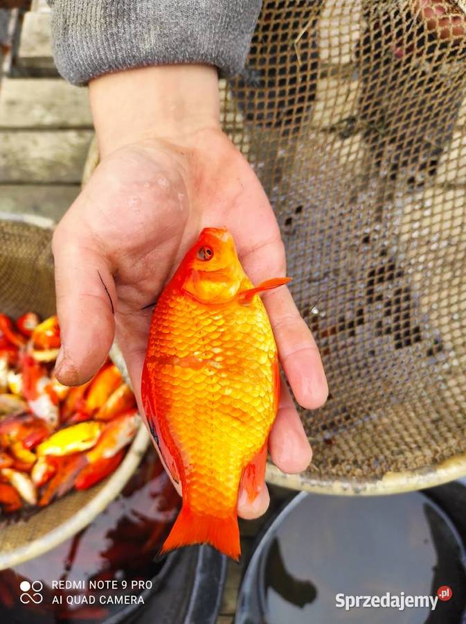 Narybek Amura karpia lina karasia złotego Mościsko