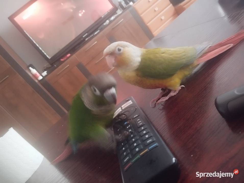 Rudosterki ręcznie karmione