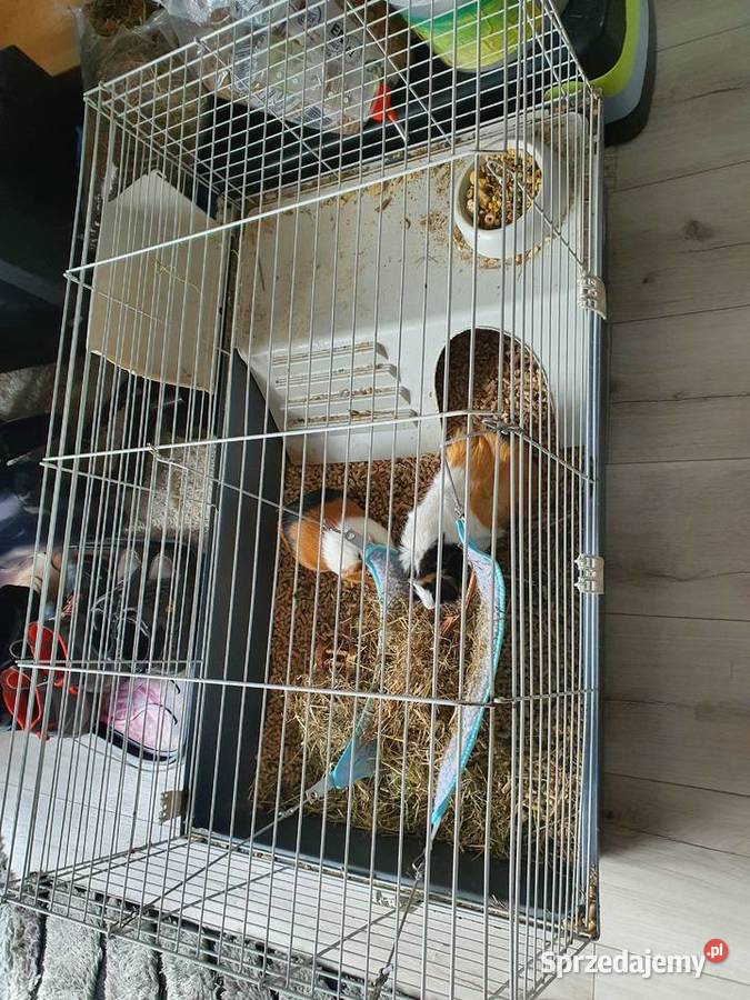 Świnka morska Kraków