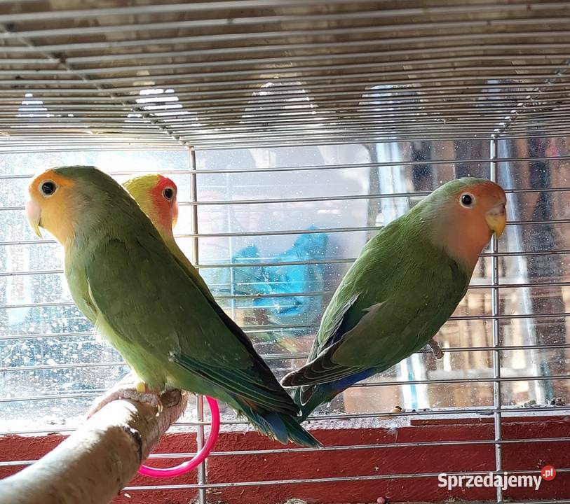 Papugi nierozłączki 21r Lubin