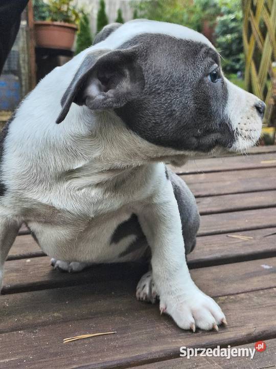American Bully ABKC standard pies suka Pozostałe Warszawa sprzedam