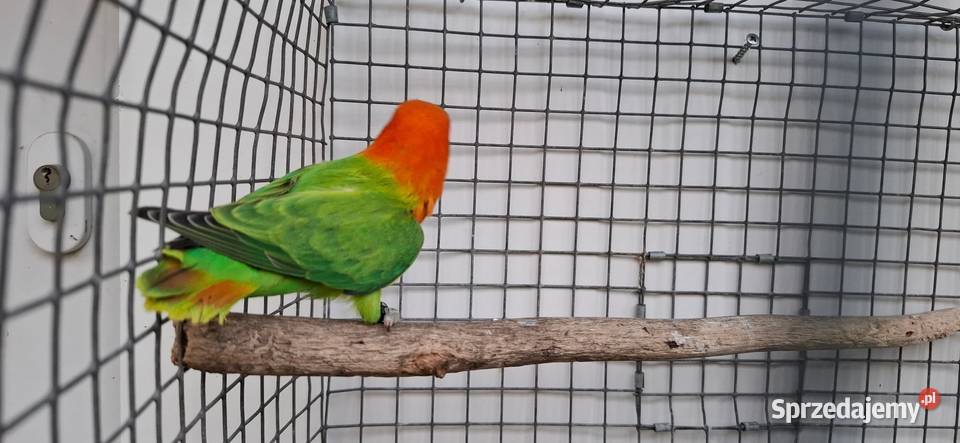 Nierozłączki Zakliczyn