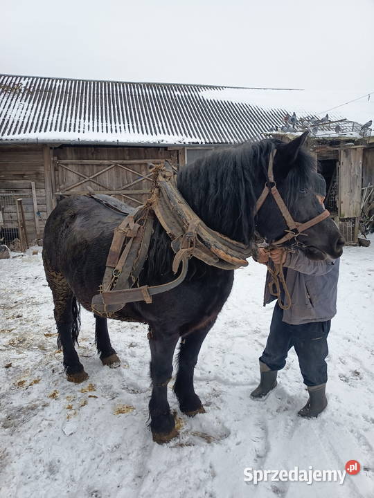 Klacz zimnokrwista Kłoczew