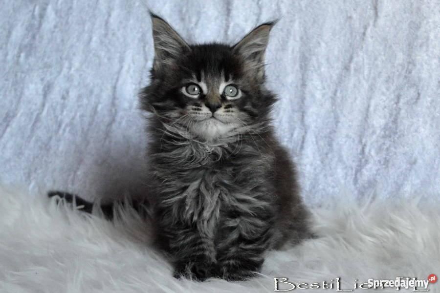 Wspaniałe TYGRYSKI Maine Coon z rodowodem FPL Opole