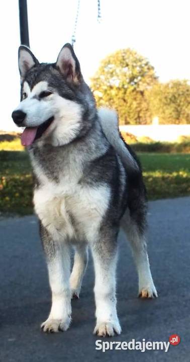 Alaskan Malamute psy i suczki