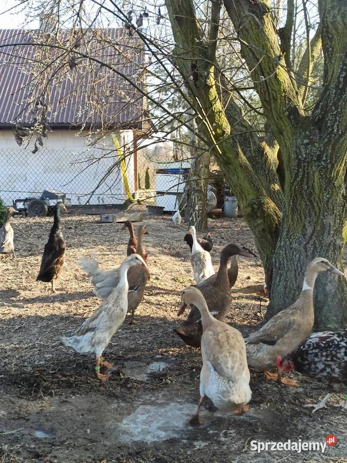 Jaja lęgowe biegusa biegus indyjski Krupe