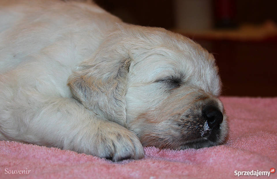 Szczenięta Golden Retriever ZKwPFCI Olsztyn